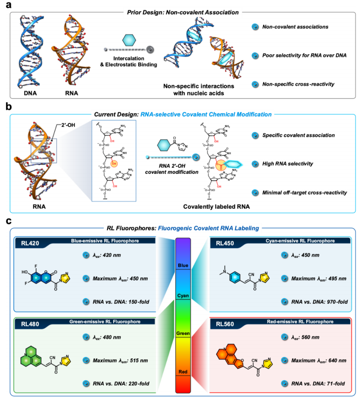 Development of RNA-selective fluorogenic covalent acylating probes (RiboLight-RL)